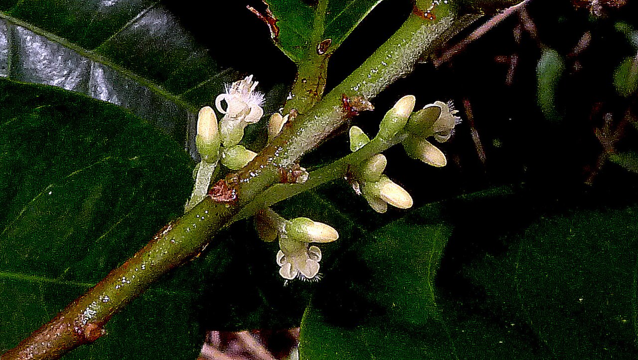 Rinorea bahiensis: Rinorea bahiensis (Moricand) Kuntze