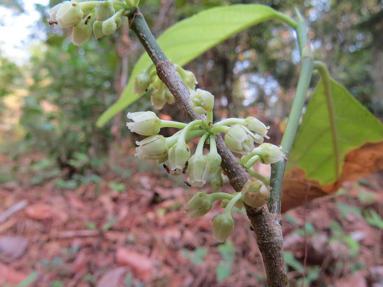 Bengal rinorea: Photos taken from around Peravoor and Periya