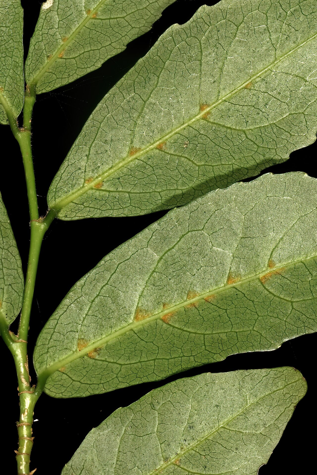 Pondo violet-bush: Rinorea domatiosa , leaves viewed from below; note brownish hair-tuft domatia in the axils of the primary side veins. Garden in Trafalgar. KwaZulu-Natal, South