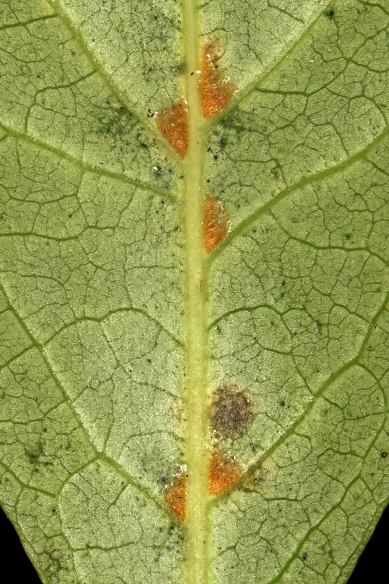 Pondo violet-bush: Rinorea domatiosa , leaf viewed from below; note brownish hair-tuft domatia in the axils of the primary side veins. Garden in Trafalgar. KwaZulu-Natal, South Af