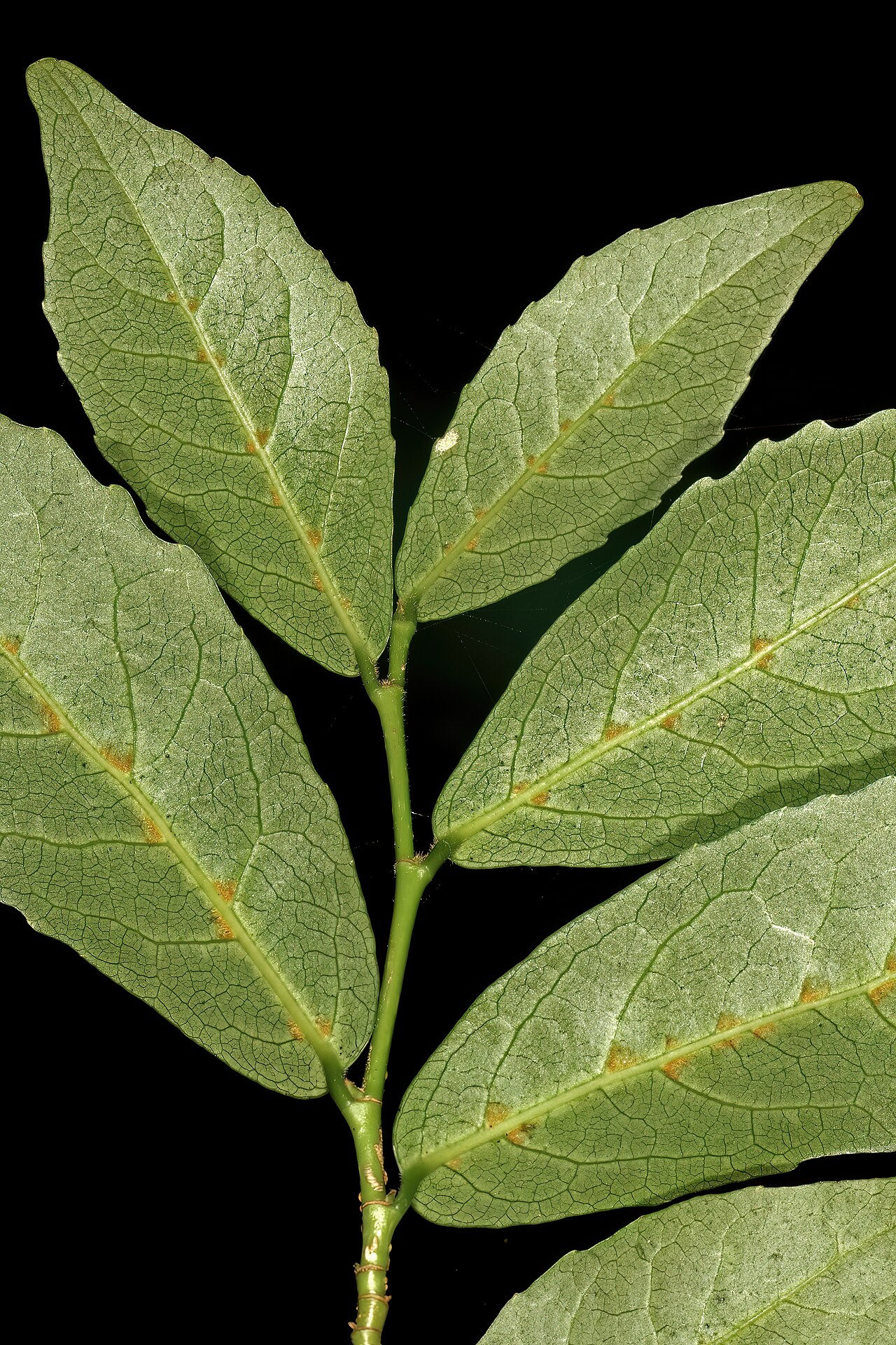 Pondo violet-bush: Rinorea domatiosa , leaves viewed from below; note brownish hair-tuft domatia in the axils of the primary side veins. Garden in Trafalgar. KwaZulu-Natal, South
