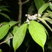 Rinorea guatemalensis (Rinorea guatemalensis)