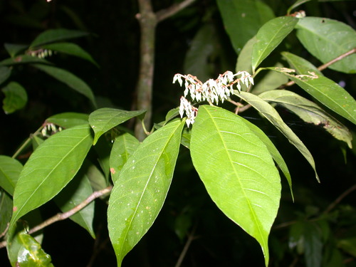 Rinorea guatemalensis (Rinorea guatemalensis)