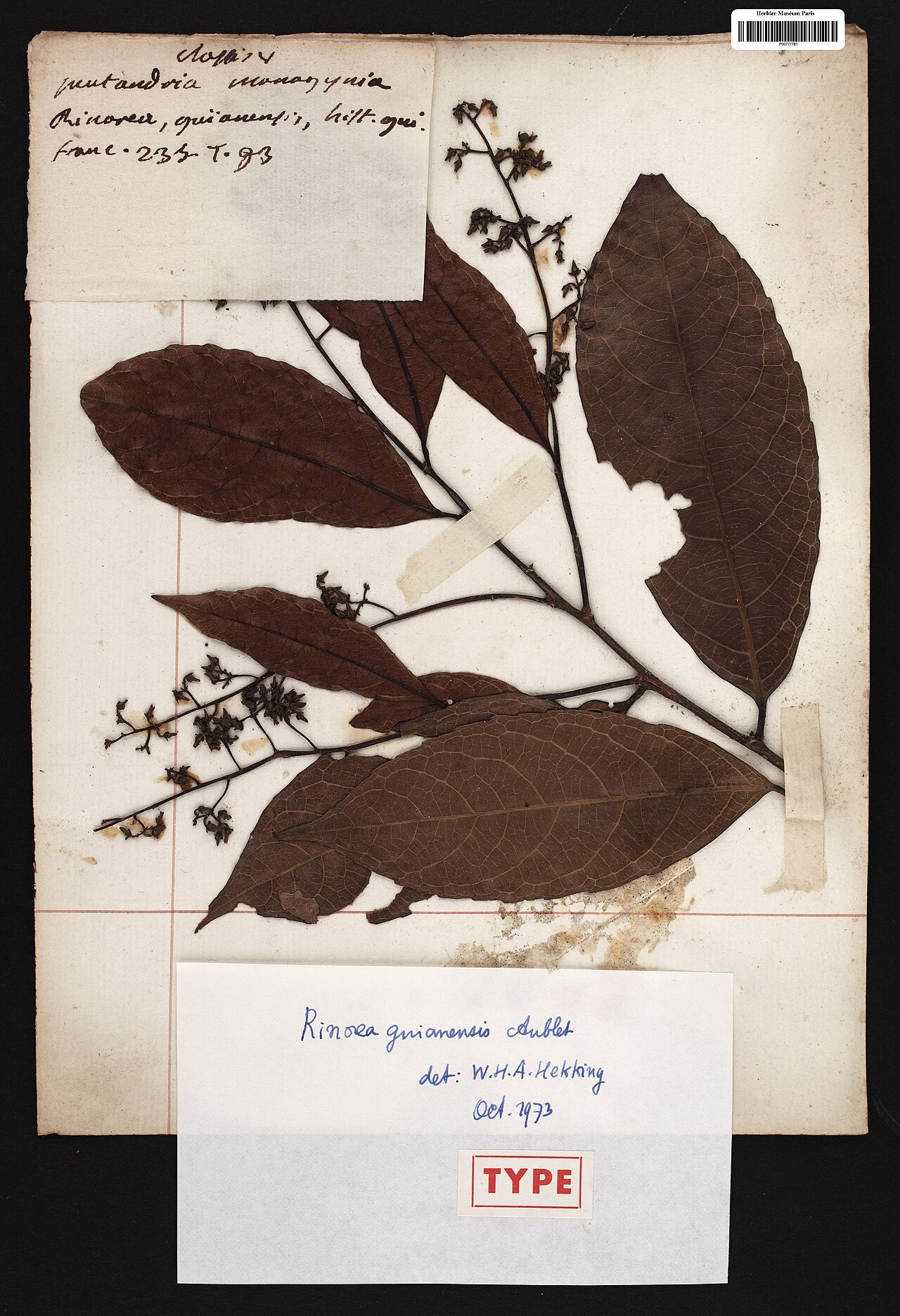 Rinorea guianensis: Rinorea guianensis Aubl. - herbier collecté par Aublet en Guyane, conservé au MNHN P-P00777781