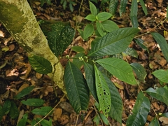 Rinorea horneri (Rinorea horneri)