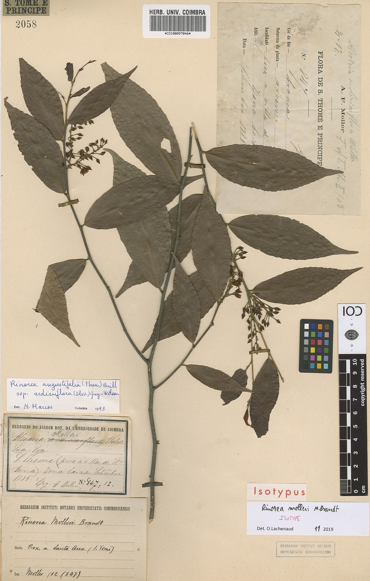 Rinorea molleri: Photograph of Isotype of Rinorea molleri at Herbarium of the University of Coimbra, Portugal (COI). Specimen COI00097046. http://coicatalogue.uc.pt/specimen/COI
