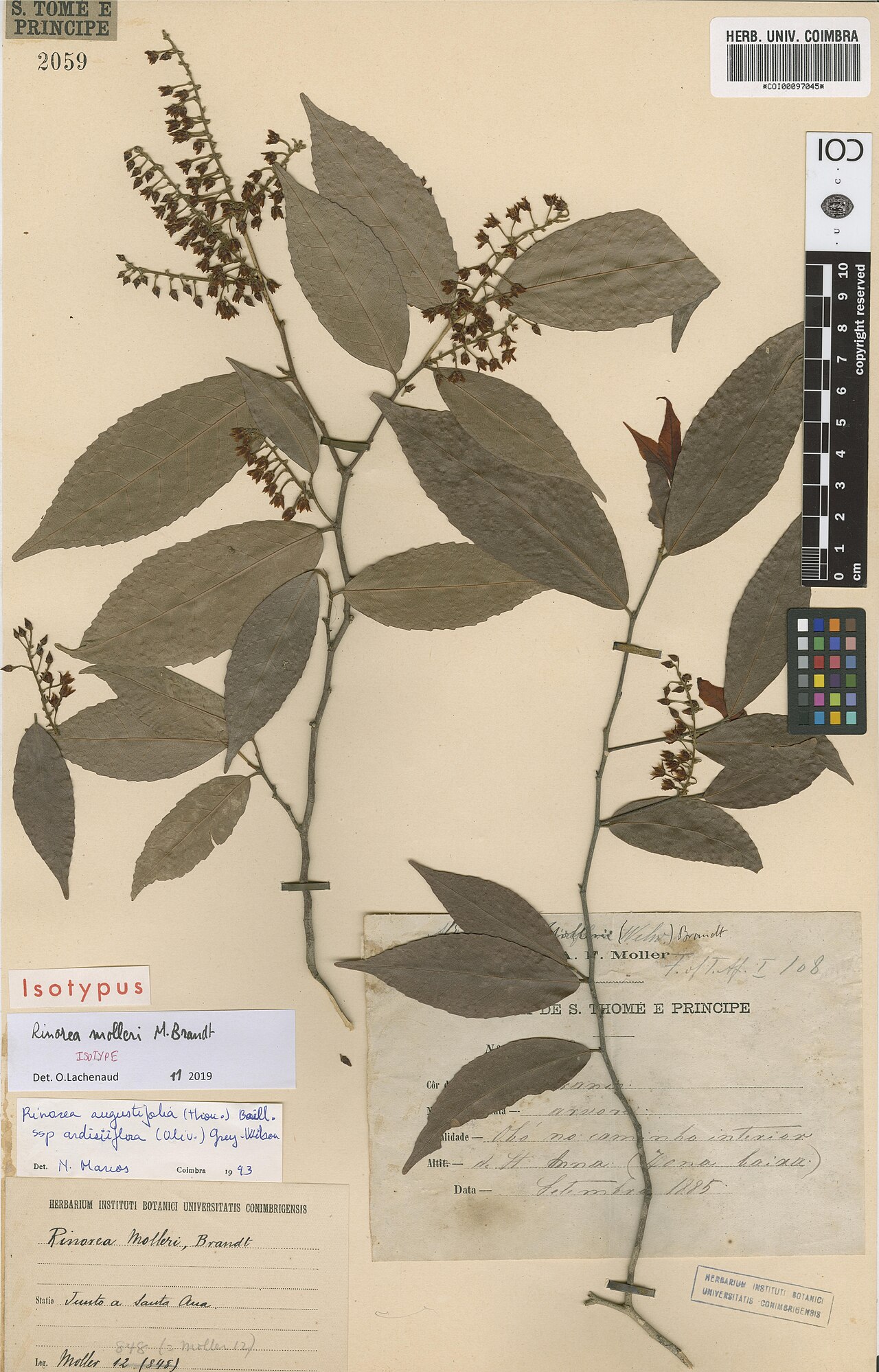 Rinorea molleri: Photograph of Isotype of Rinorea molleri at Herbarium of the University of Coimbra, Portugal (COI). Specimen COI00097045. http://coicatalogue.uc.pt/specimen/COI