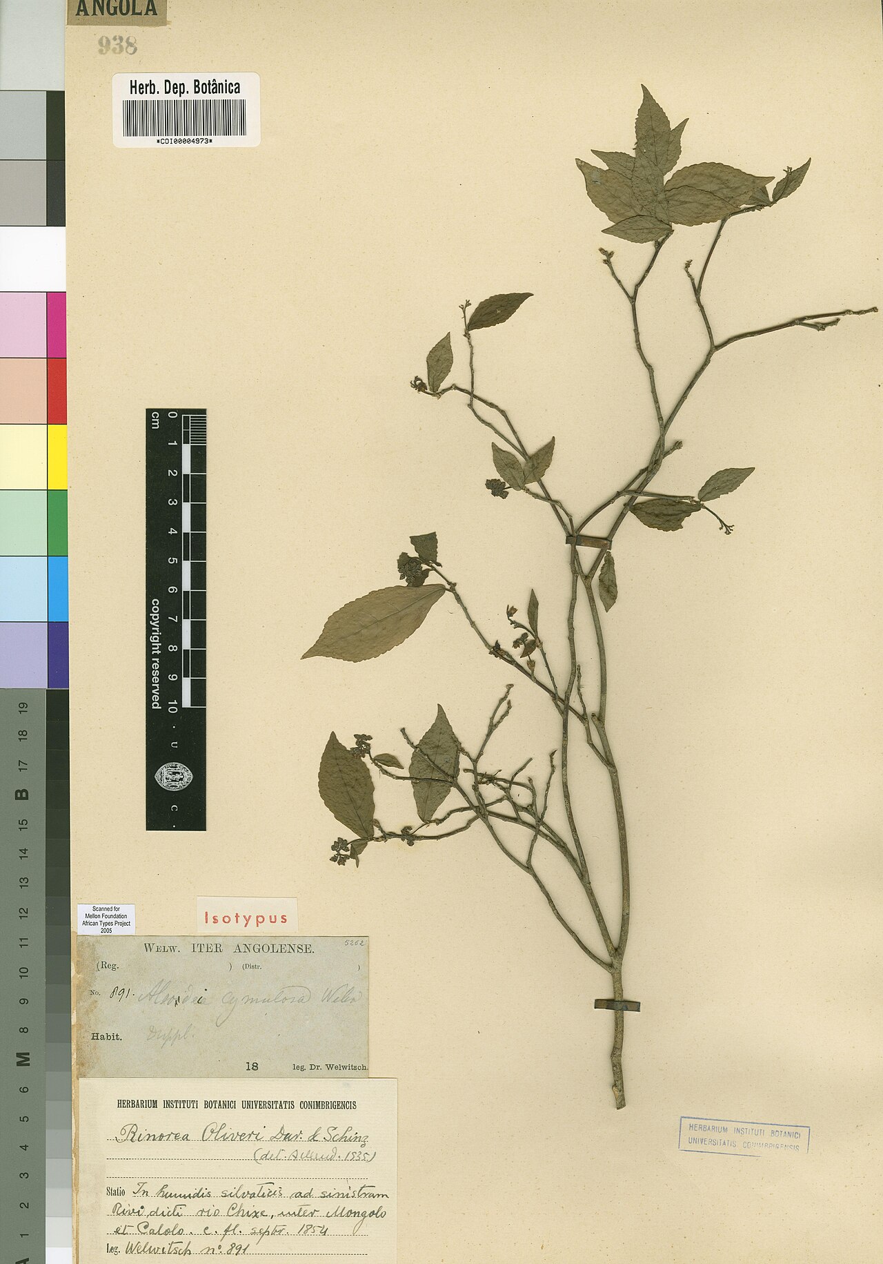 Rinorea oliveri: Photograph of Isotype of Rinorea oliveri at Herbarium of the University of Coimbra, Portugal (COI). Specimen COI00004973. http://coicatalogue.uc.pt/specimen/COI