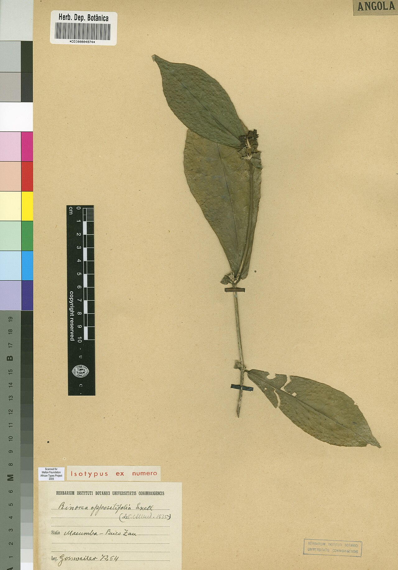 Rinorea oppositifolia: Photograph of Isotype of Rinorea oppositifolia at Herbarium of the University of Coimbra, Portugal (COI). Specimen COI00004974. http://coicatalogue.uc.pt/specim