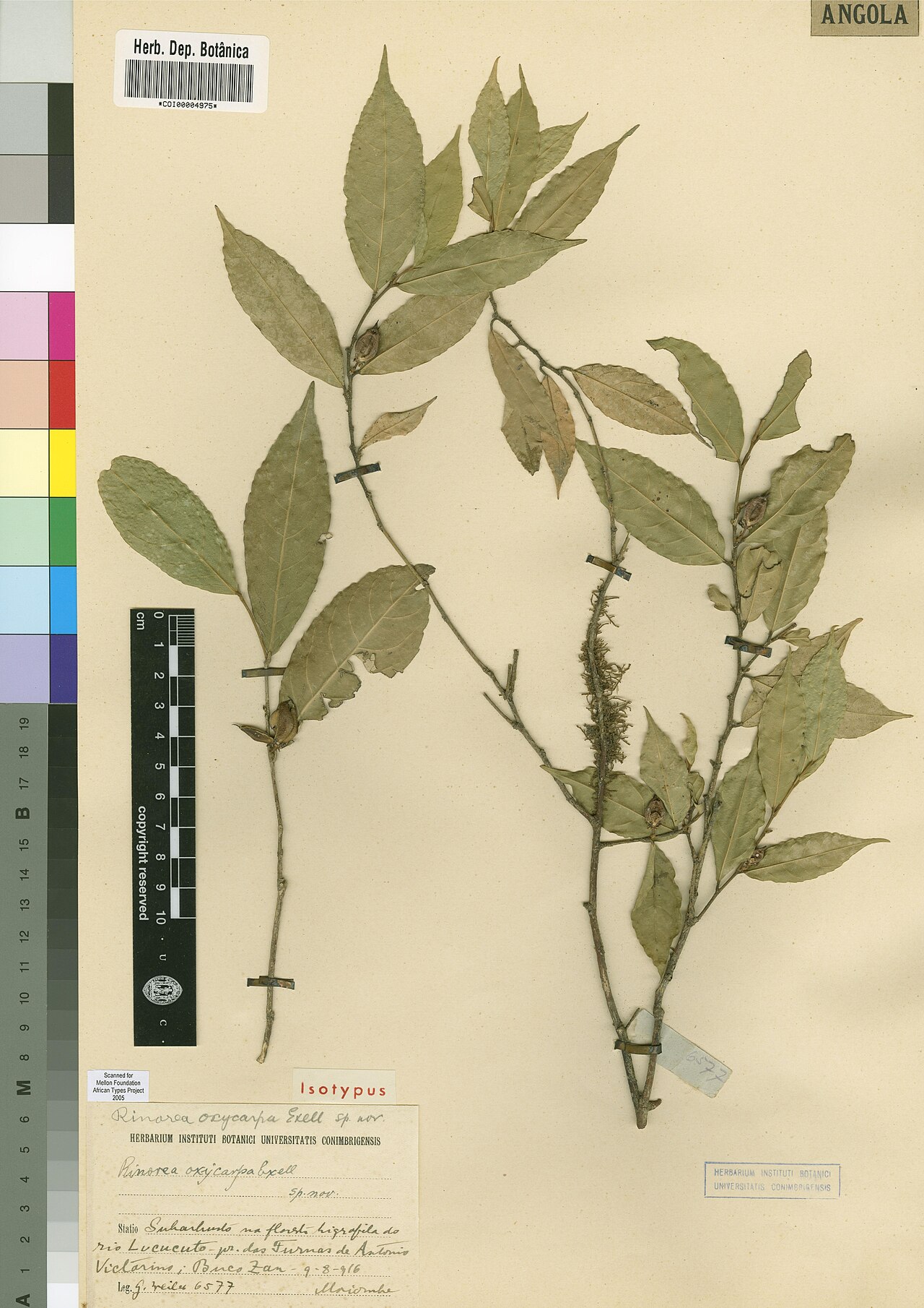 Rinorea oxycarpa: Photograph of Isotype of Rinorea oxycarpa at Herbarium of the University of Coimbra, Portugal (COI). Specimen COI00004975. http://coicatalogue.uc.pt/specimen/CO