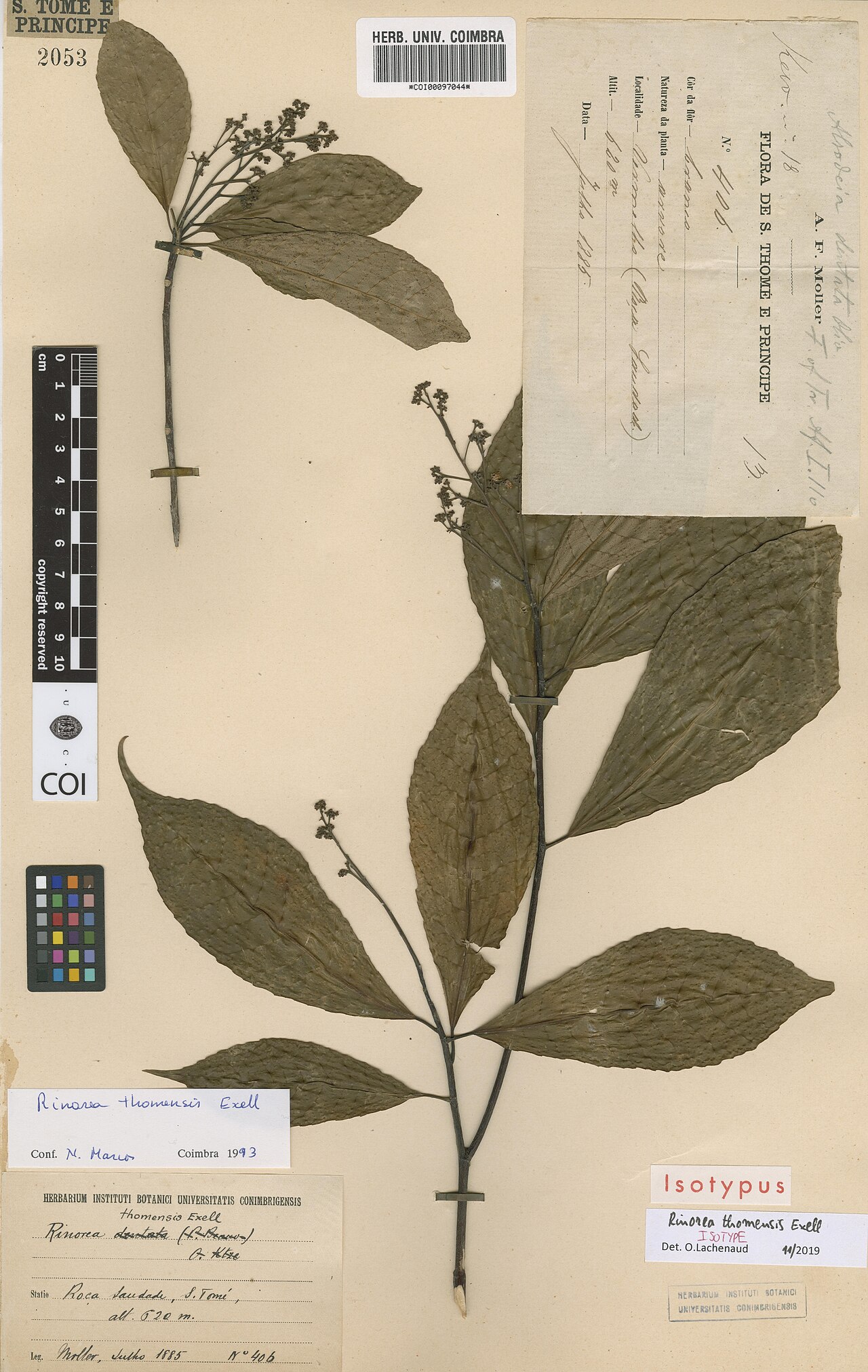 Rinorea thomensis: Photograph of Isotype of Rinorea thomensis at Herbarium of the University of Coimbra, Portugal (COI). Specimen COI00097044. http://coicatalogue.uc.pt/specimen/C