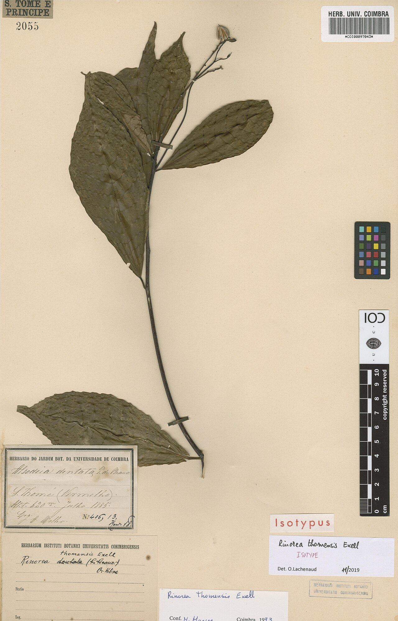 Rinorea thomensis: Photograph of Isotype of Rinorea thomensis at Herbarium of the University of Coimbra, Portugal (COI). Specimen COI00097043. http://coicatalogue.uc.pt/specimen/C