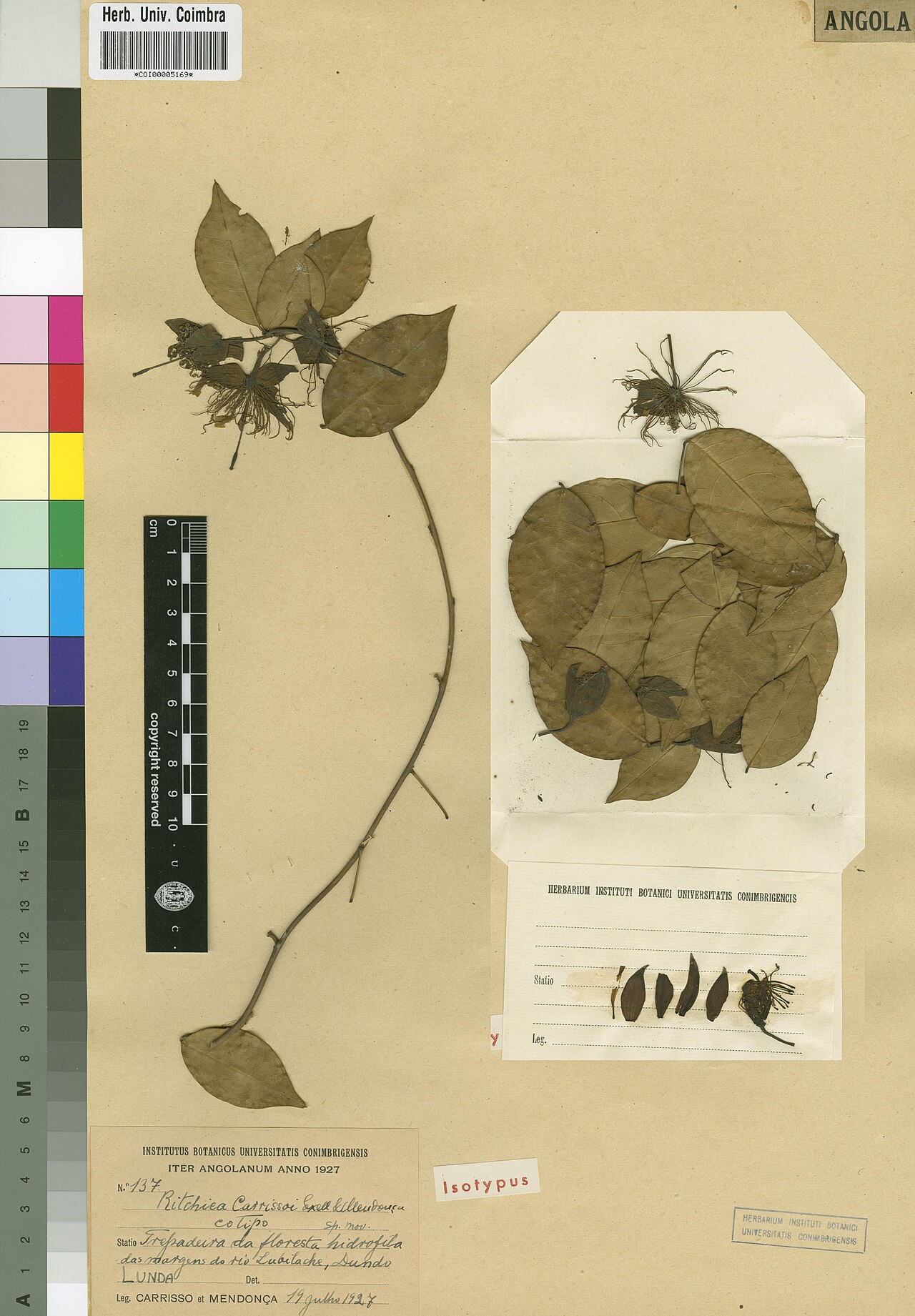 Ritchiea carrissoi: Photograph of Isotype of Ritchiea carrissoi at Herbarium of the University of Coimbra, Portugal (COI). Specimen COI00005169. http://coicatalogue.uc.pt/specimen/
