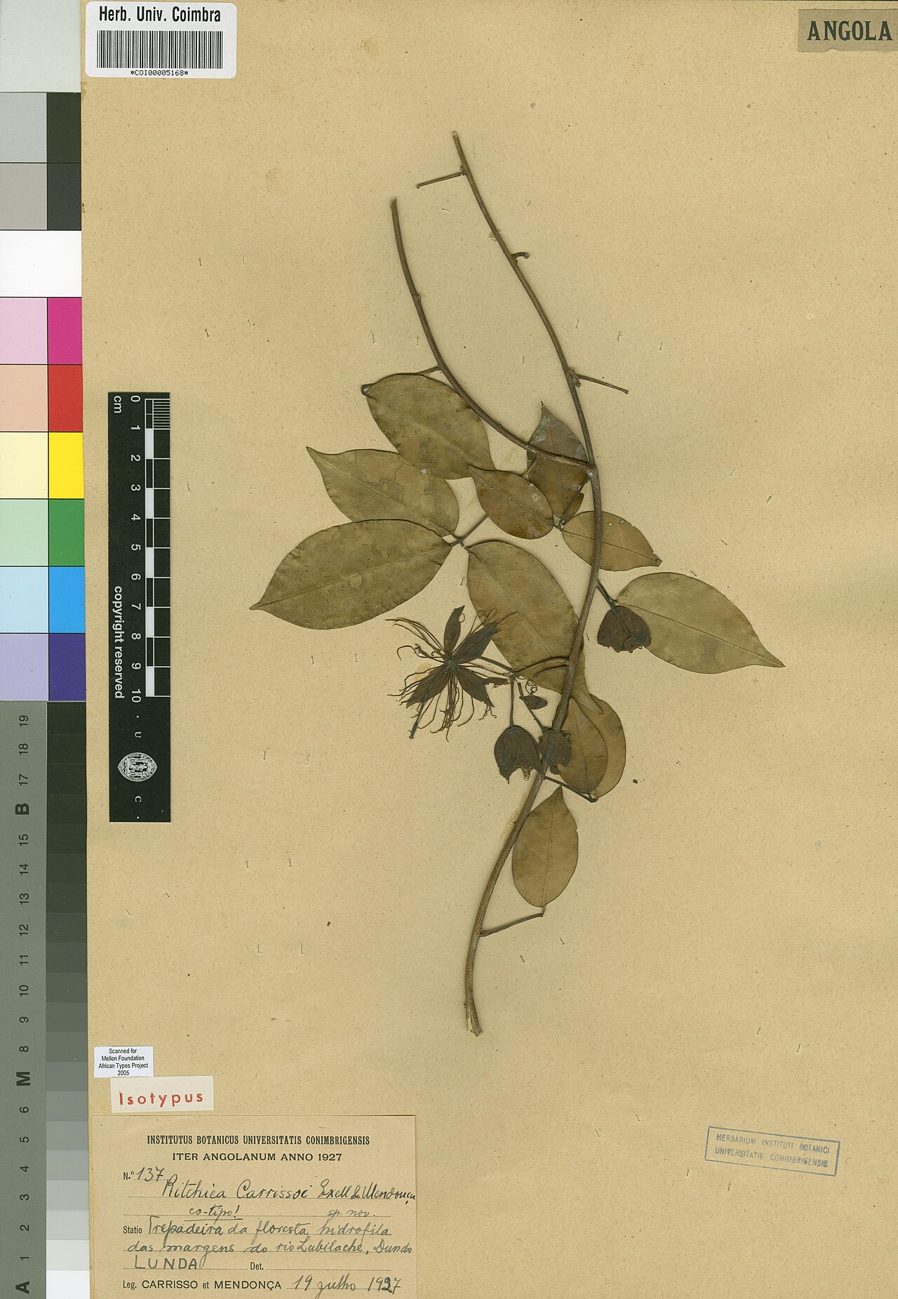 Ritchiea carrissoi: Photograph of Isotype of Ritchiea carrissoi at Herbarium of the University of Coimbra, Portugal (COI). Specimen COI00005168. http://coicatalogue.uc.pt/specimen/