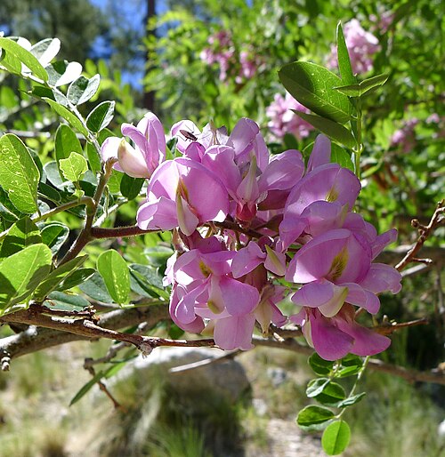 New Mexico locust: Pink Locust (Robinia neomexicana)?