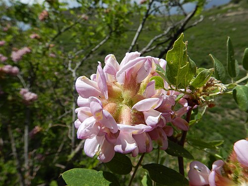 New Mexico locust: Robinia neomexicana was abundantly flowering along the lower stretches of the Sandia Crest Scenic Highway during late May 2020. It is codominant with Quercus ga