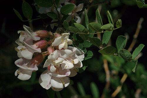 New Mexico locust: Detail of Robinia neomexicana (New Mexico locust, pink locust, rose locust, southwestern locust), Upper Crossing Trail, Bandelier National Monument .