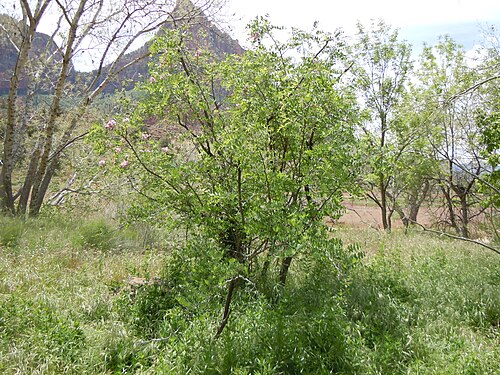 New Mexico locust: The only species of the genus native to western North America and there to the mountains in the southwestern USA and northwestern Mexico.