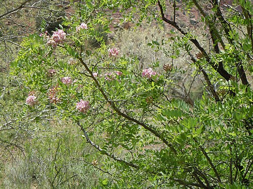 New Mexico locust: The only species of the genus native to western North America and there to the mountains in the southwestern USA and northwestern Mexico.