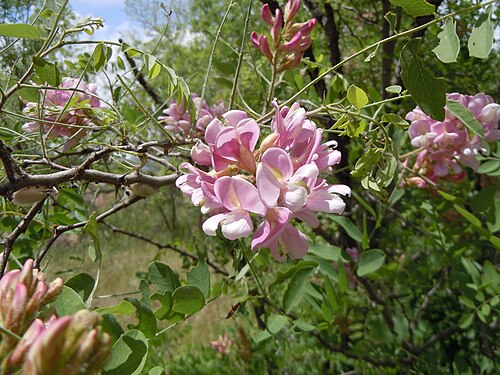 New Mexico locust: The only species of the genus native to western North America and there to the mountains in the southwestern USA and northwestern Mexico.