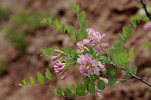 New Mexico locust: Robinia neomexicana , southwest of Reserve, Brush Mountains, 33.598 -108.903, Catron County, New Mexico, 28 May 2005.