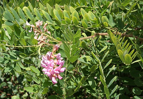 New Mexico locust: Robinia neomexicana im Botanischen Garten Dresden
