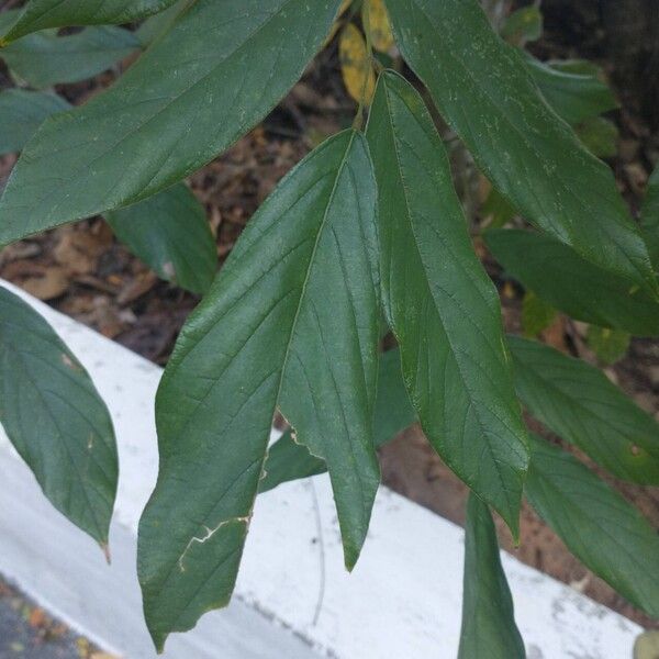 Robinia nicou (Robinia nicou)