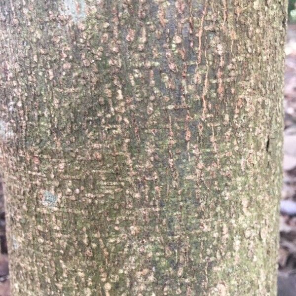 Robinia nicou (Robinia nicou)