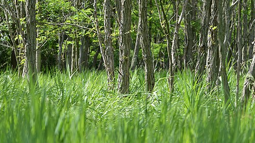 Black locust: Black Locust ( Robinia pseudoacacia ) in Guelph, Ontario, Canada.