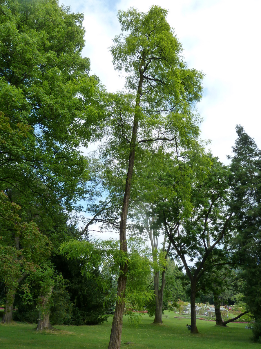 Black locust: Fabaceae