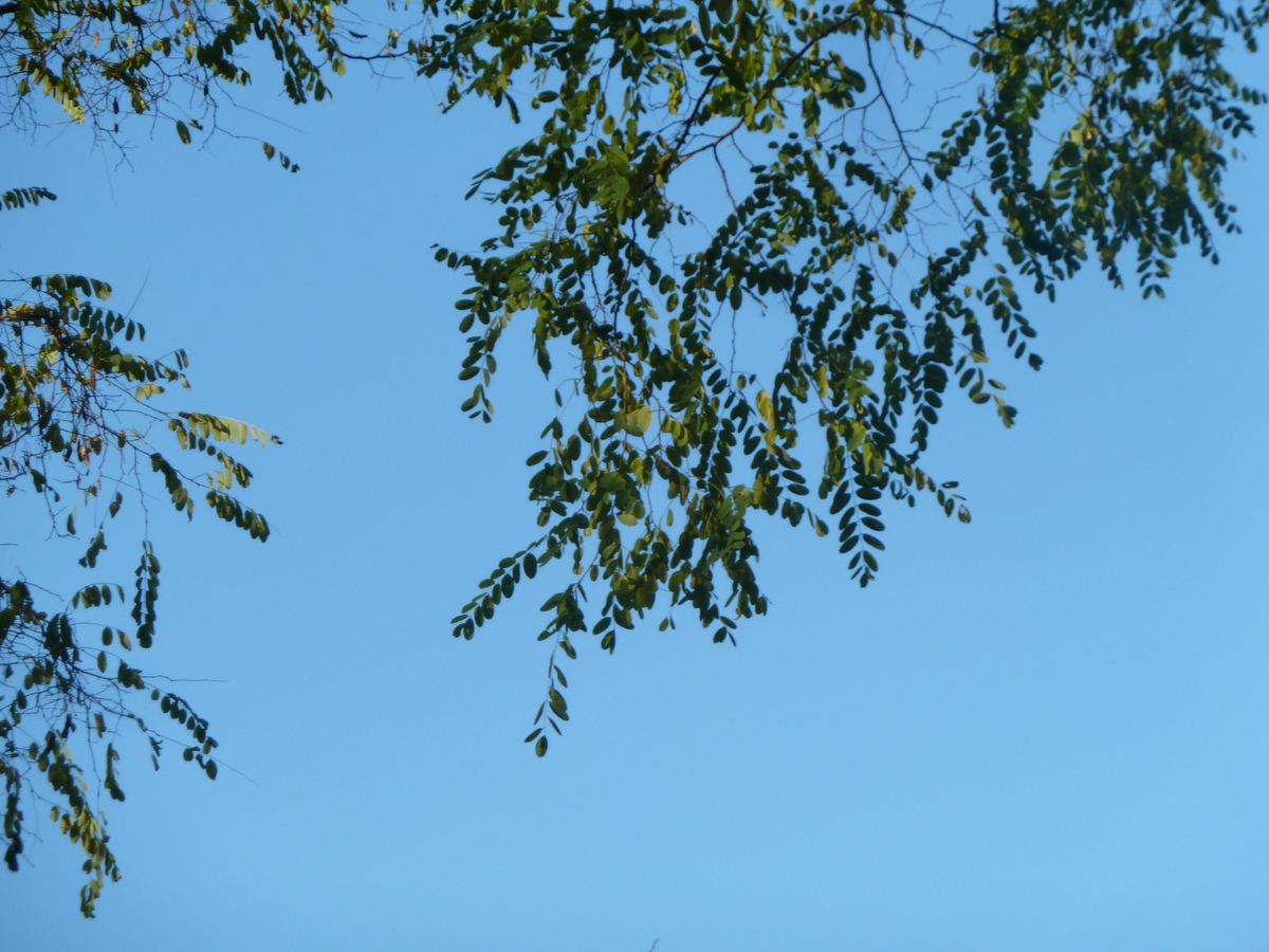 Black locust: Fabaceae