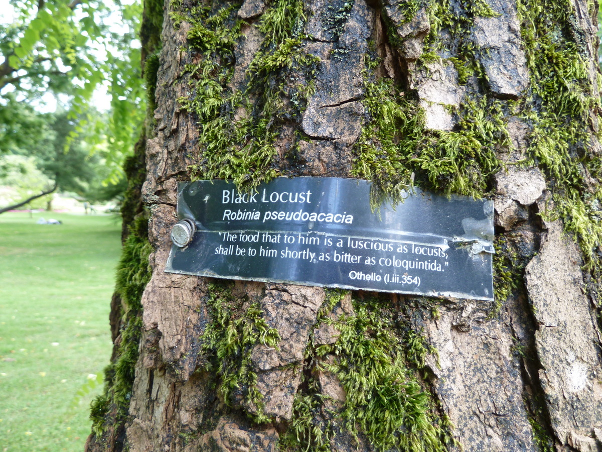 Black locust: Fabaceae