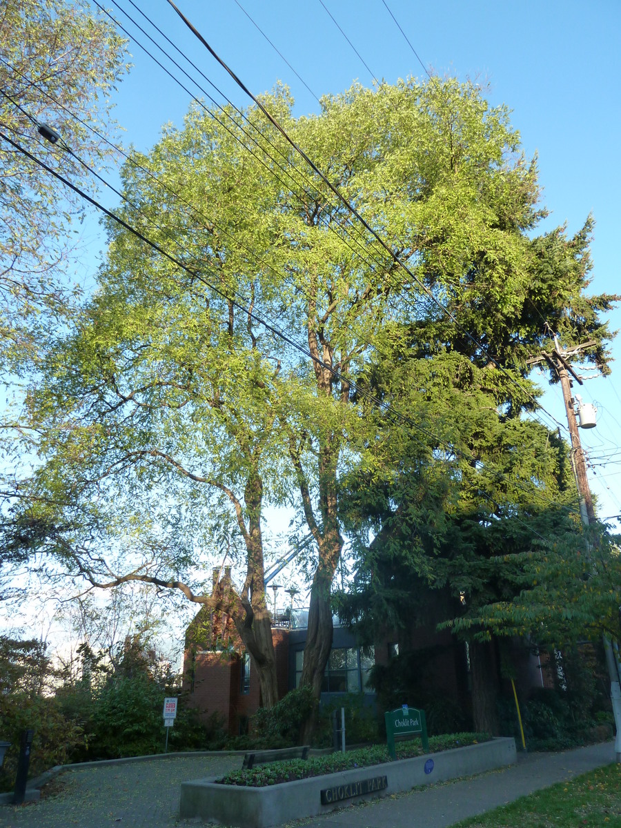 Black locust: Fabaceae