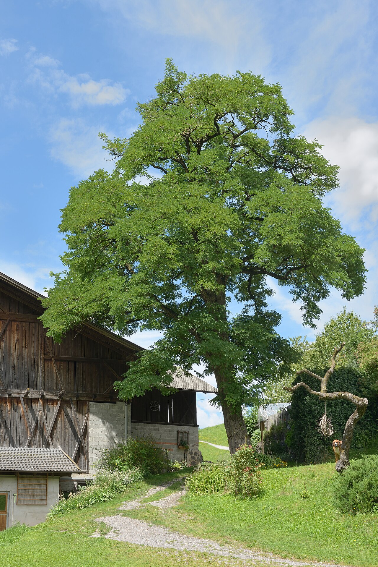 Black locust: This media shows the protected natural monument with the ID 108_G03 in South Tyrol.