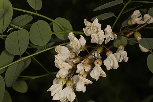 Black locust: Black Locust - Robinia pseudoacacia, Hidden Pond Nature Center, Springfield, Virginia, May 4, 2023