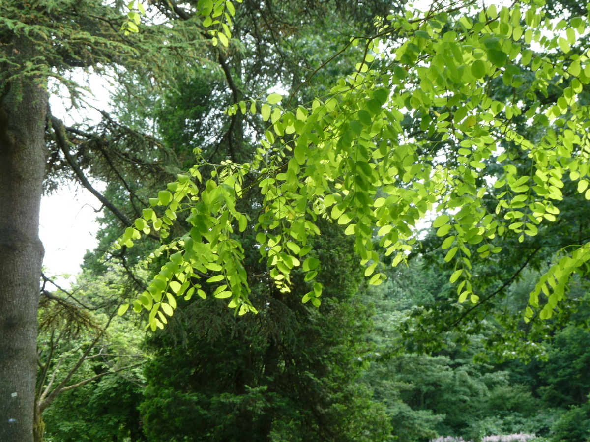 Black locust: Fabaceae
