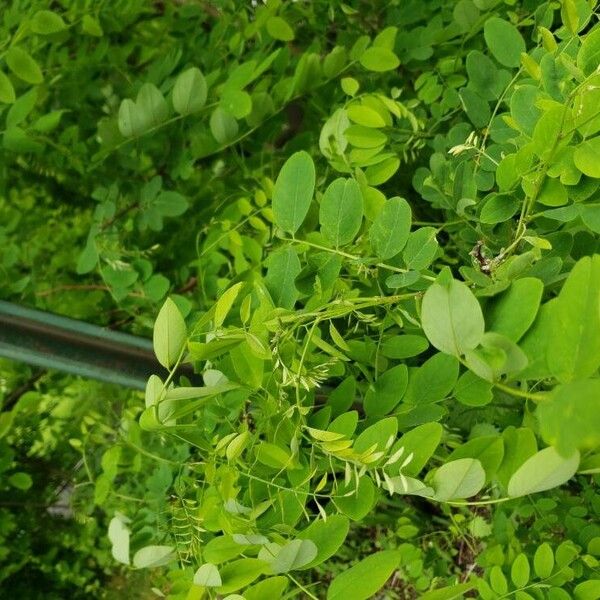 Clammy locust (Robinia viscosa)