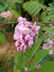 Clammy locust (Robinia viscosa)