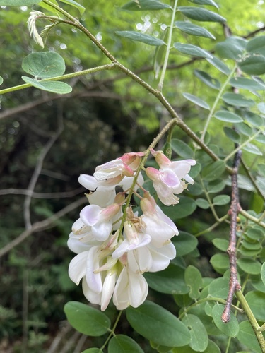 Clammy locust (Robinia viscosa)