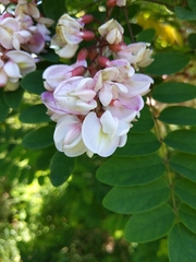 Clammy locust (Robinia viscosa)