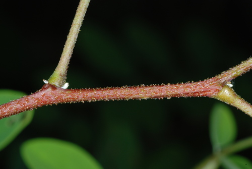 Clammy locust (Robinia viscosa)