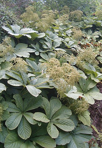 Rodgersia aesculifolia: At Botanical Gardens Berlin-Dahlem Species Rodgersia aesculifolia