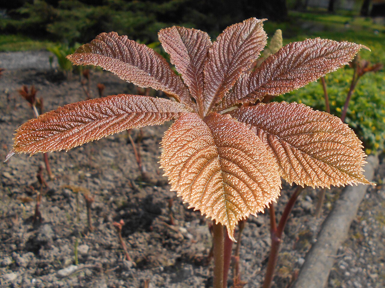 Rodgersia aesculifolia: Rodgersja kasztanowcolistna ( Rodgersia aesculifolia ), Ogród Botaniczny UMCS w Lublinie