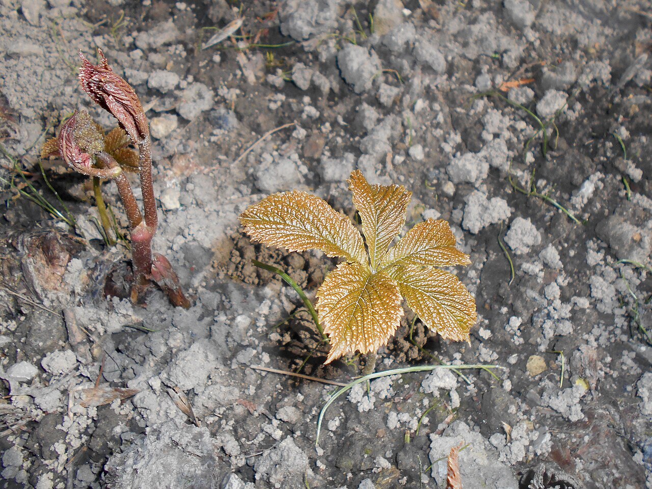 Rodgersia aesculifolia: Rodgersja kasztanowcolistna ( Rodgersia aesculifolia ), Ogród Botaniczny UMCS w Lublinie