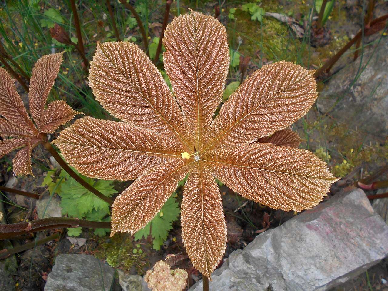 Rodgersia aesculifolia: Rodgersja kasztanowcolistna ( Rodgersia aesculifolia ), Ogród Botaniczny UMCS w Lublinie