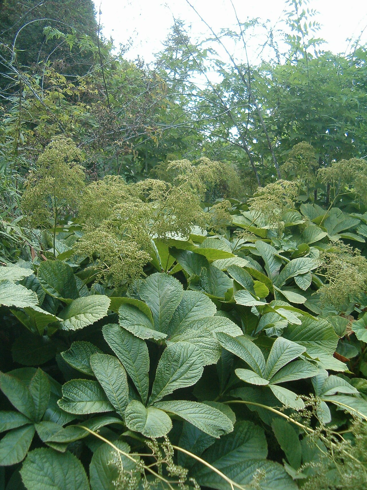 Rodgersia aesculifolia: At Botanical Gardens Berlin-Dahlem Species Rodgersia aesculifolia