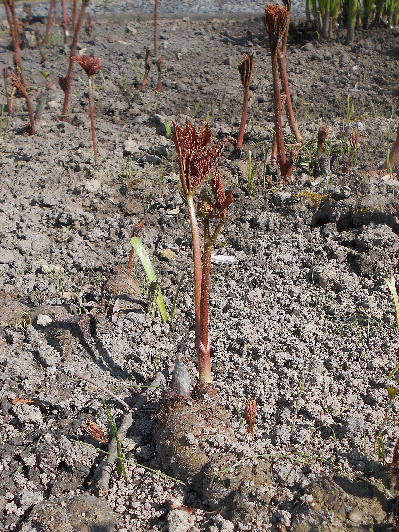 Rodgersia aesculifolia: Rodgersja kasztanowcolistna ( Rodgersia aesculifolia ), Ogród Botaniczny UMCS w Lublinie