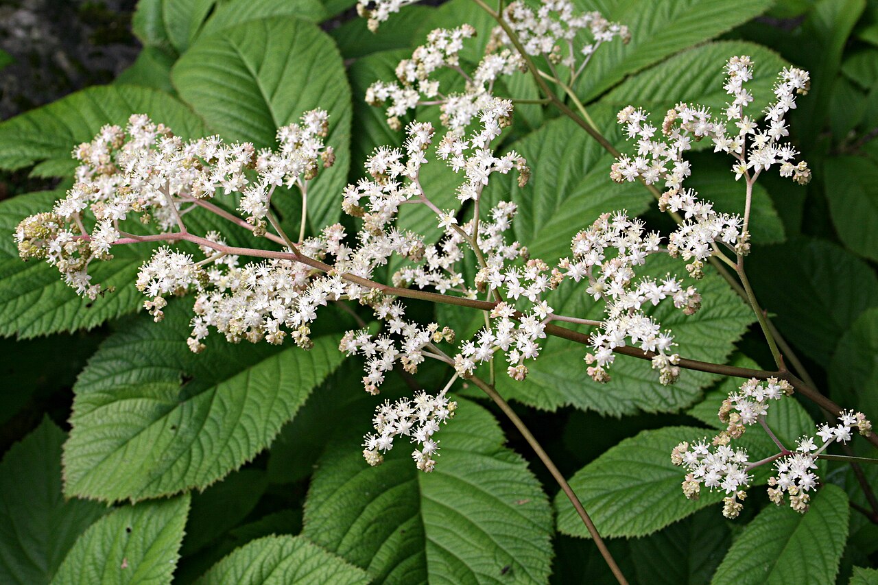 Rodgersia aesculifolia: Rodgersia aesculifolia