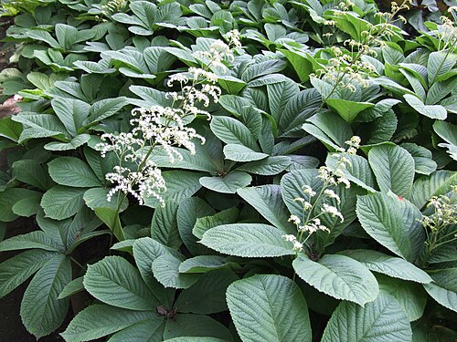 Rodgersia aesculifolia: Rodgersia aesculifolia
