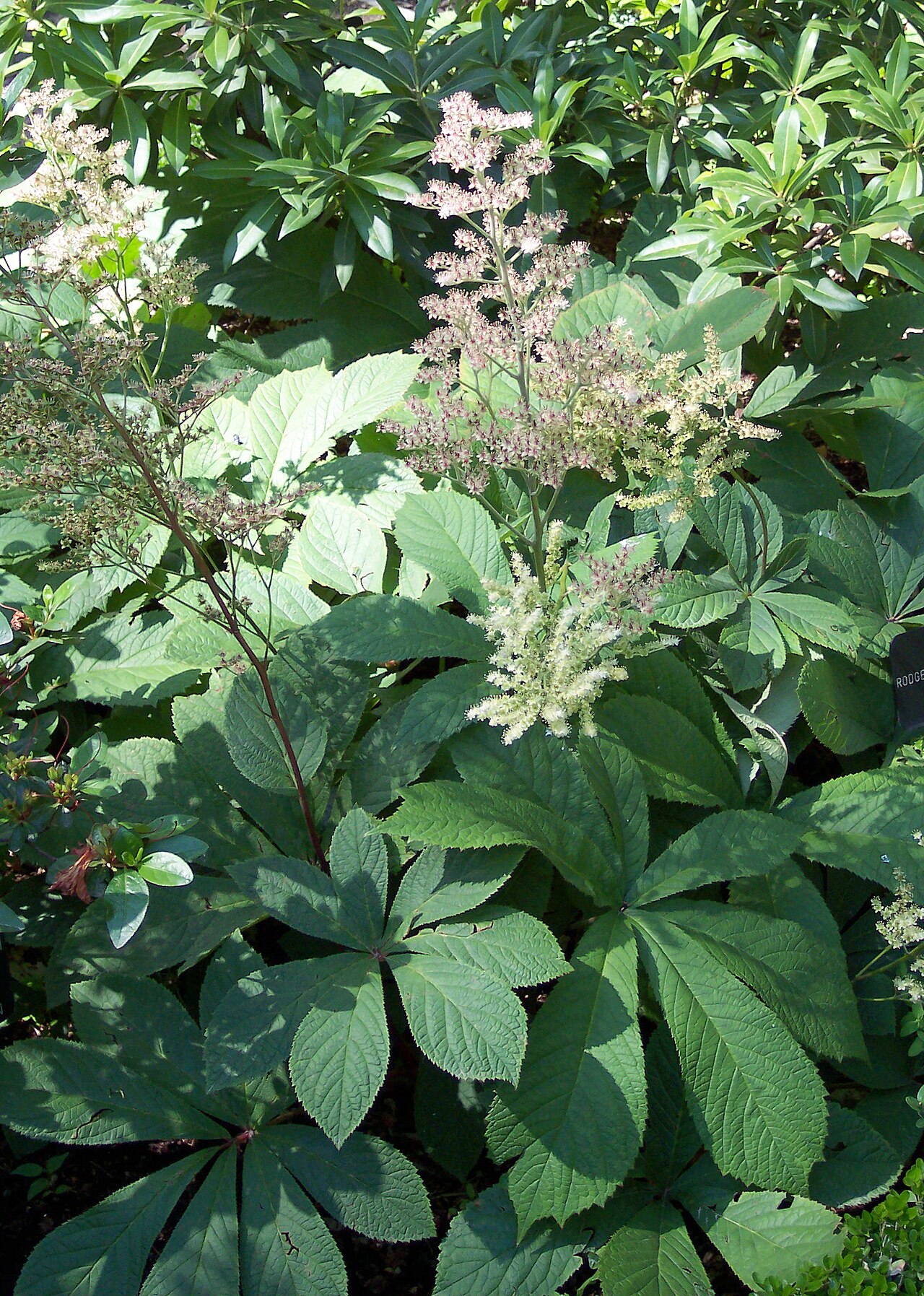 Rodgersia aesculifolia: Rodgersia aesculifolia. Real Jardín Botánico, Madrid.